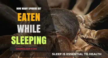 Do Spiders Become Prey While Asleep? Exploring Nocturnal Arachnid Predation