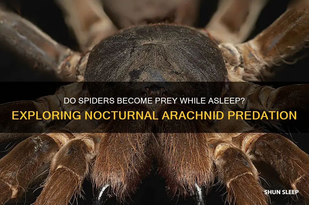 how many spiders get eaten while sleeping
