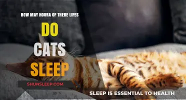Purr-fect Slumber: Unraveling the Mystery of Cats' Sleep Patterns