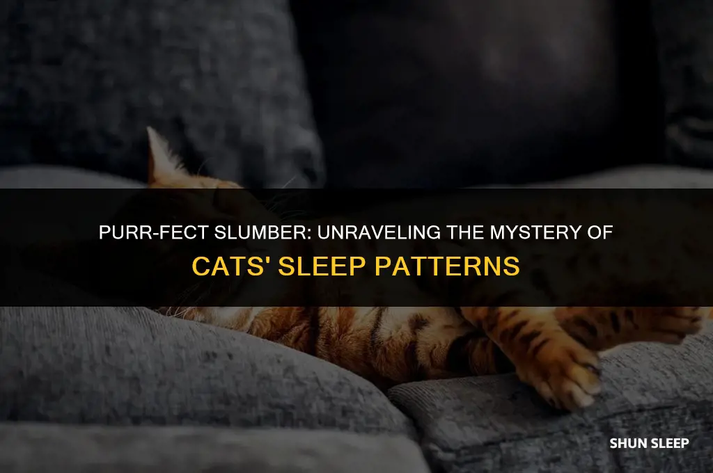 how may houra of there lifes do cats sleep