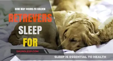 Understanding the Sleep Patterns of Golden Retrievers: A Comprehensive Guide
