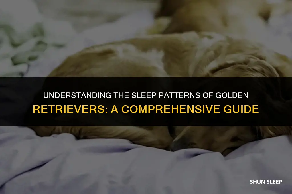 how may hours fo golden retrevers sleep for