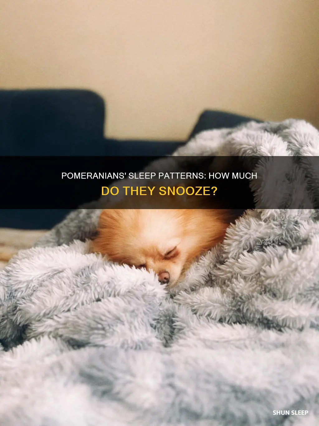 how mich do pomeranians sleep a day