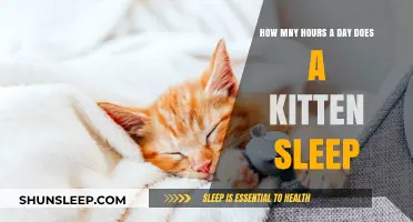 Understanding Kitten Sleep Patterns: A Guide for New Pet Owners