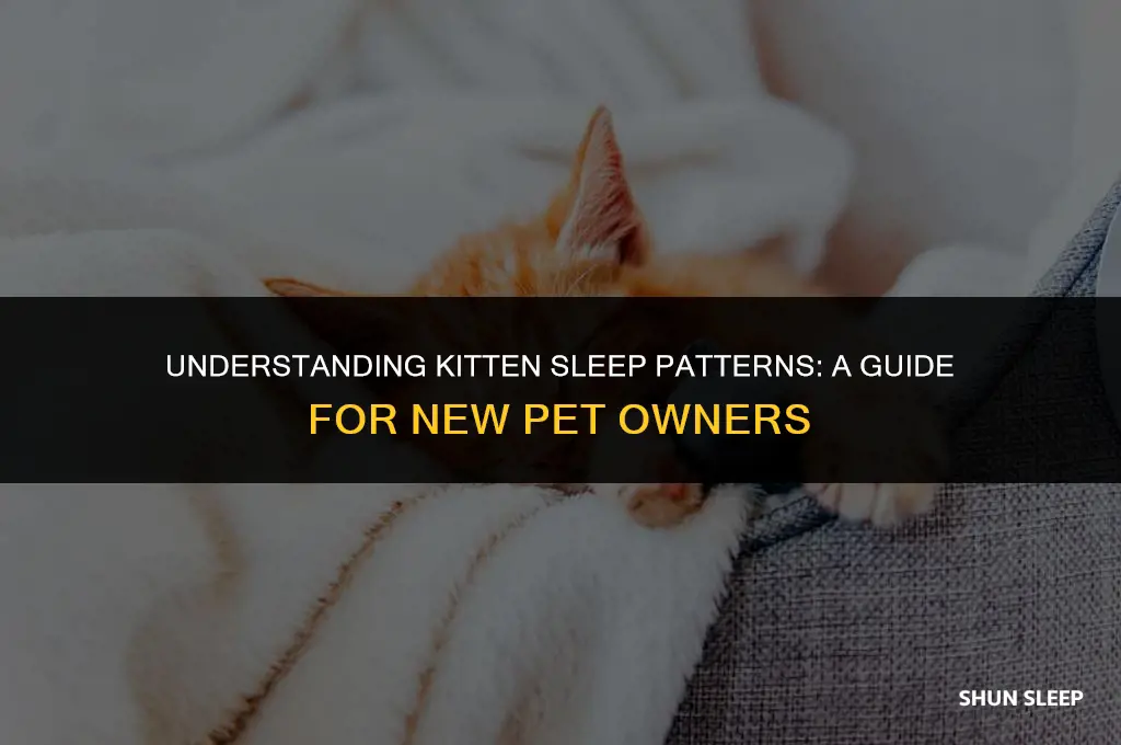 how mny hours a day does a kitten sleep