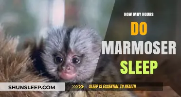 Unveiling the Sleep Secrets of Marmosets: A Comprehensive Guide