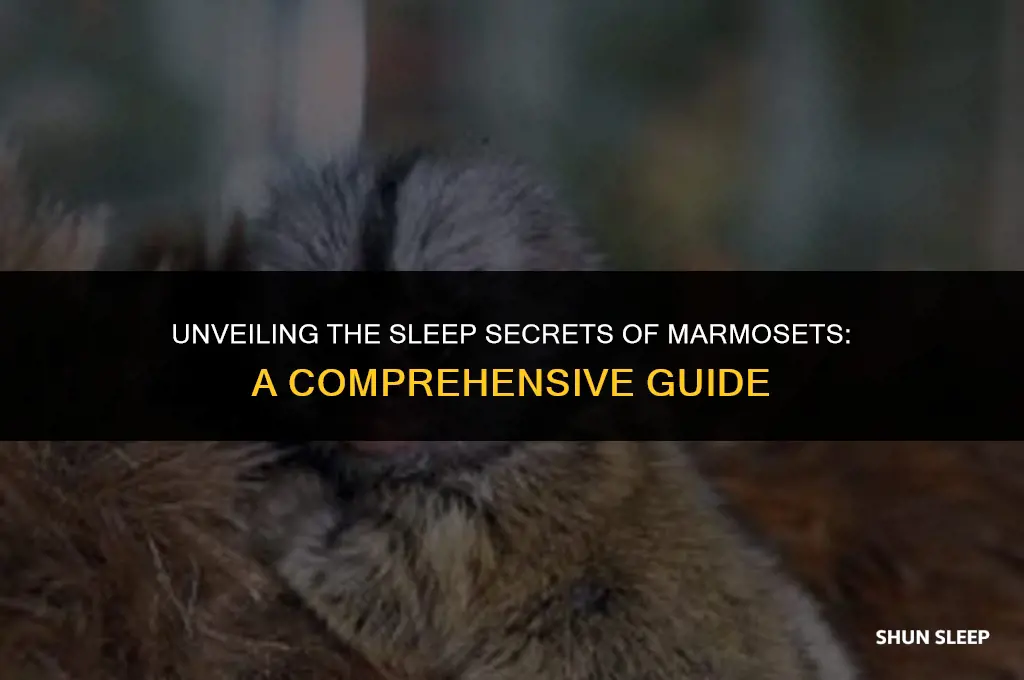 how mny hours do marmosert sleep