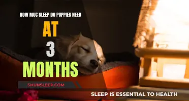 Puppy Sleep Needs: The 3-Month Milestone