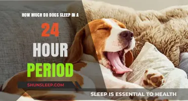 Understanding Canine Sleep Patterns: A 24-Hour Journey