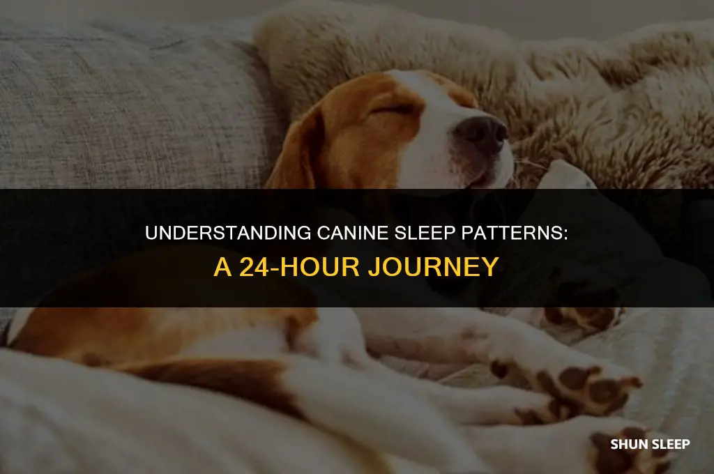 how much do dogs sleep in a 24 hour period