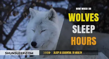 Unveiling the Sleep Secrets of Wolves: A Comprehensive Guide