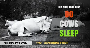 Do Cows Dream of Electric Fences? Unraveling Their Sleep Secrets