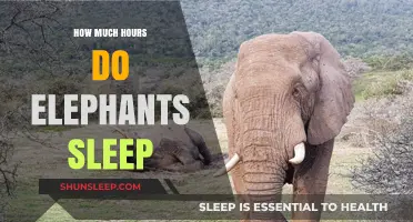 Unveiling the Mysteries of Elephant Slumber: A Deep Dive into Their Restful Habits