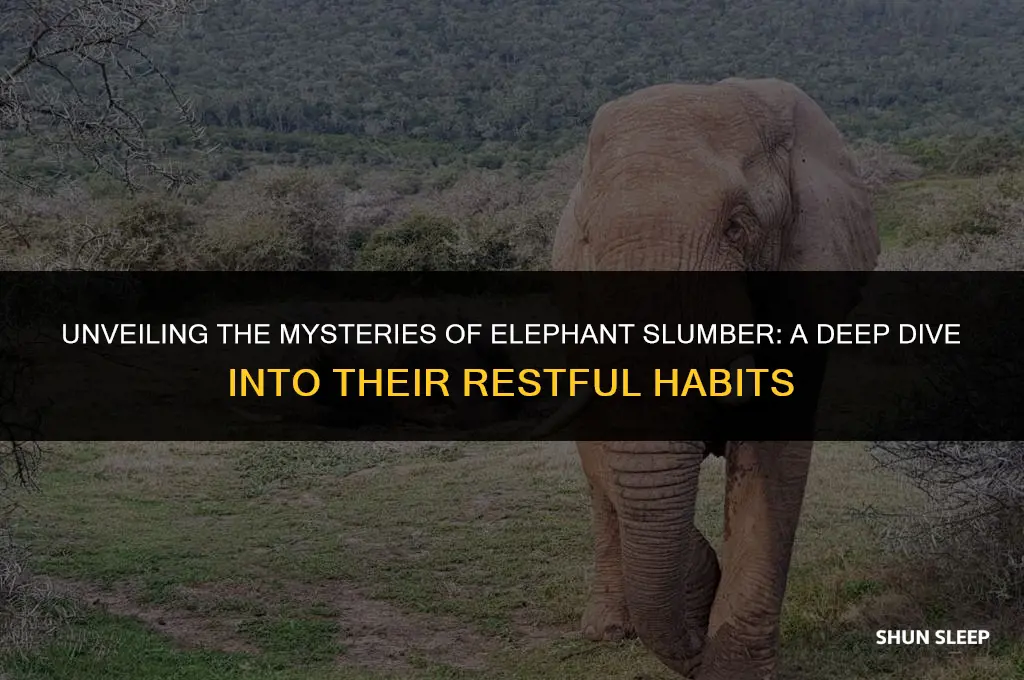 how much hours do elephants sleep