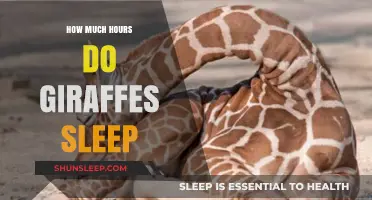 Unraveling the Mystery: Giraffes' Unique Sleep Patterns Explained