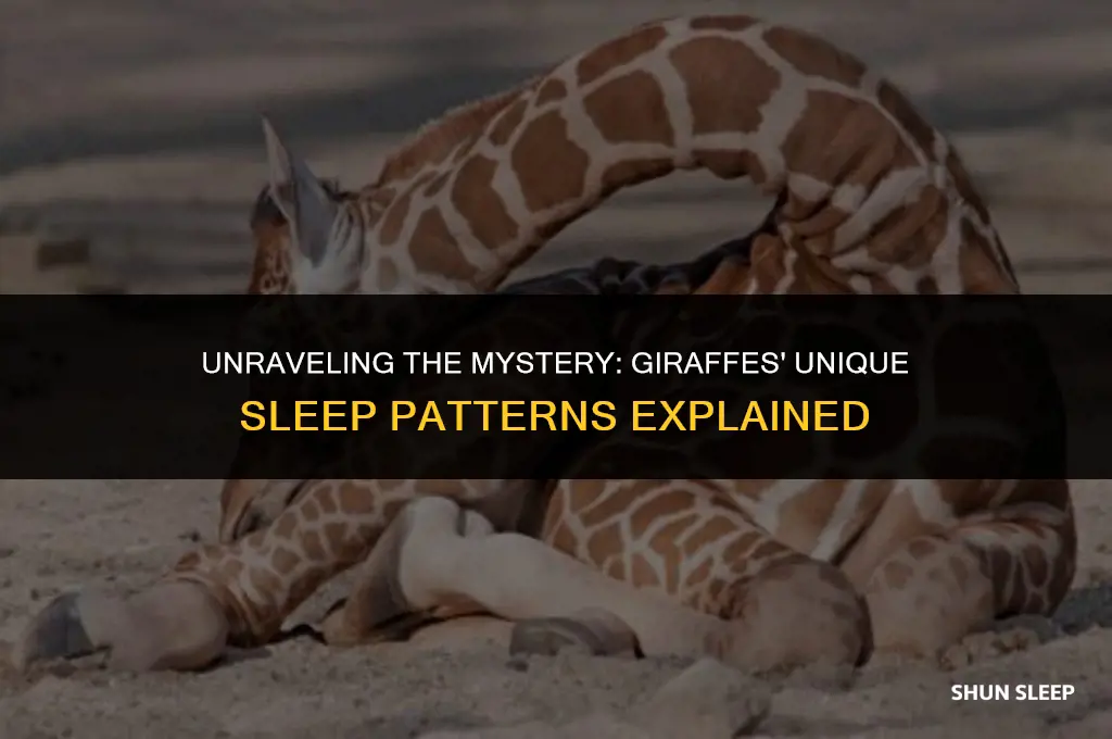 how much hours do giraffes sleep