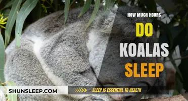 Unveiling the Secrets of Koala Slumber: A Deep Dive into Their Sleep Patterns