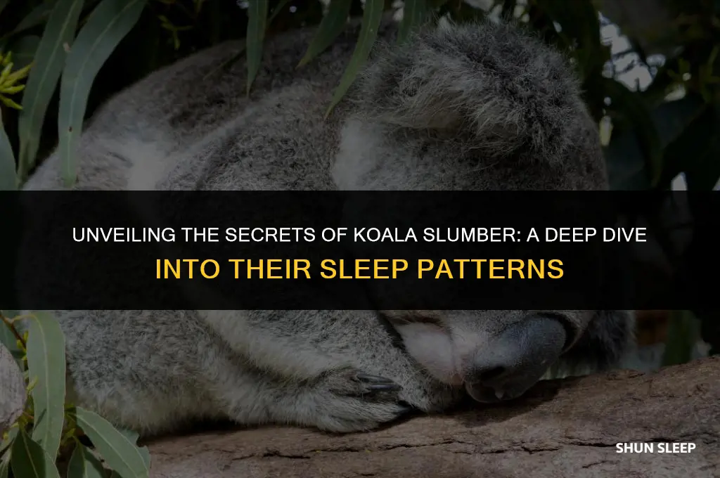 how much hours do koalas sleep