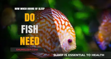 Unveiling the Mysteries of Fish Sleep Patterns: A Deep Dive