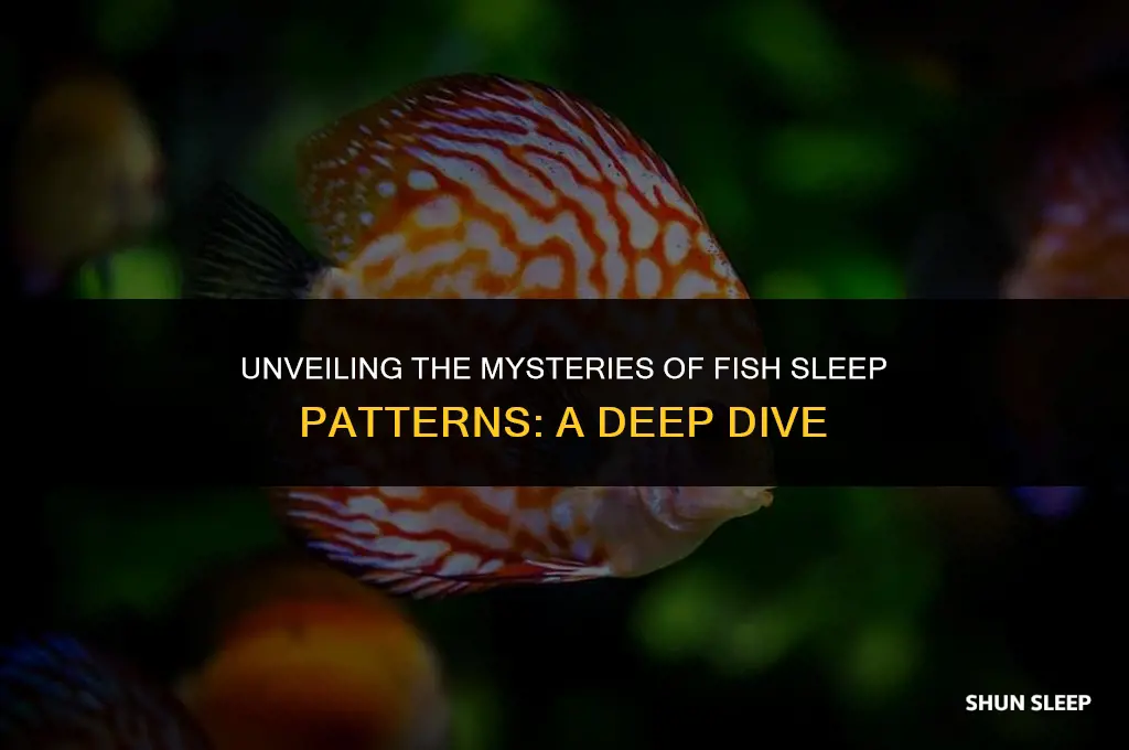 how much hours of sleep do fish need