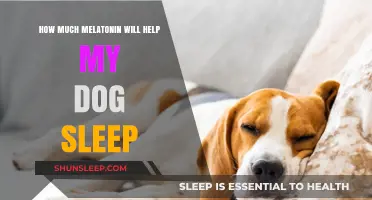 Melatonin Dosage for Dogs: Safe Sleep Aid Tips