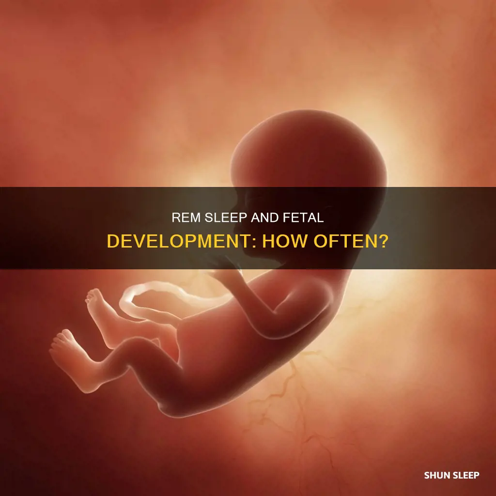 how often are fetuses in the womb in rem sleep