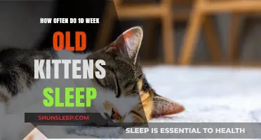 Kittens' Sleep Patterns: A Guide for Owners
