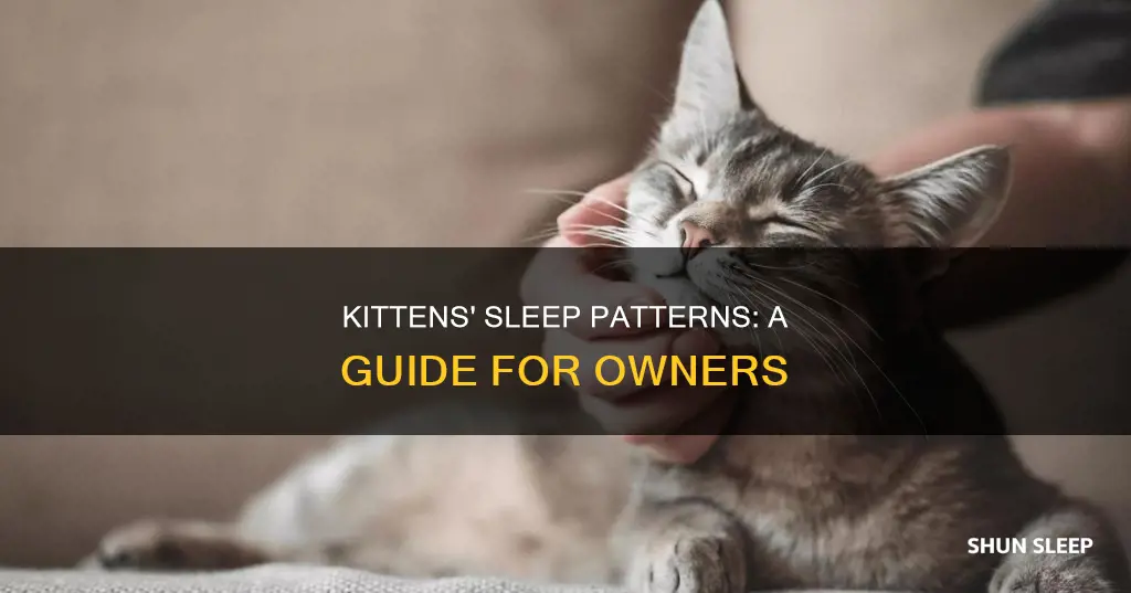 how often do 10 week old kittens sleep
