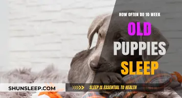 Puppies at 10 Weeks: Sleep Patterns and Routines