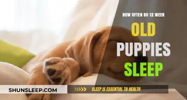 Puppy Sleep: What to Expect at 12 Weeks