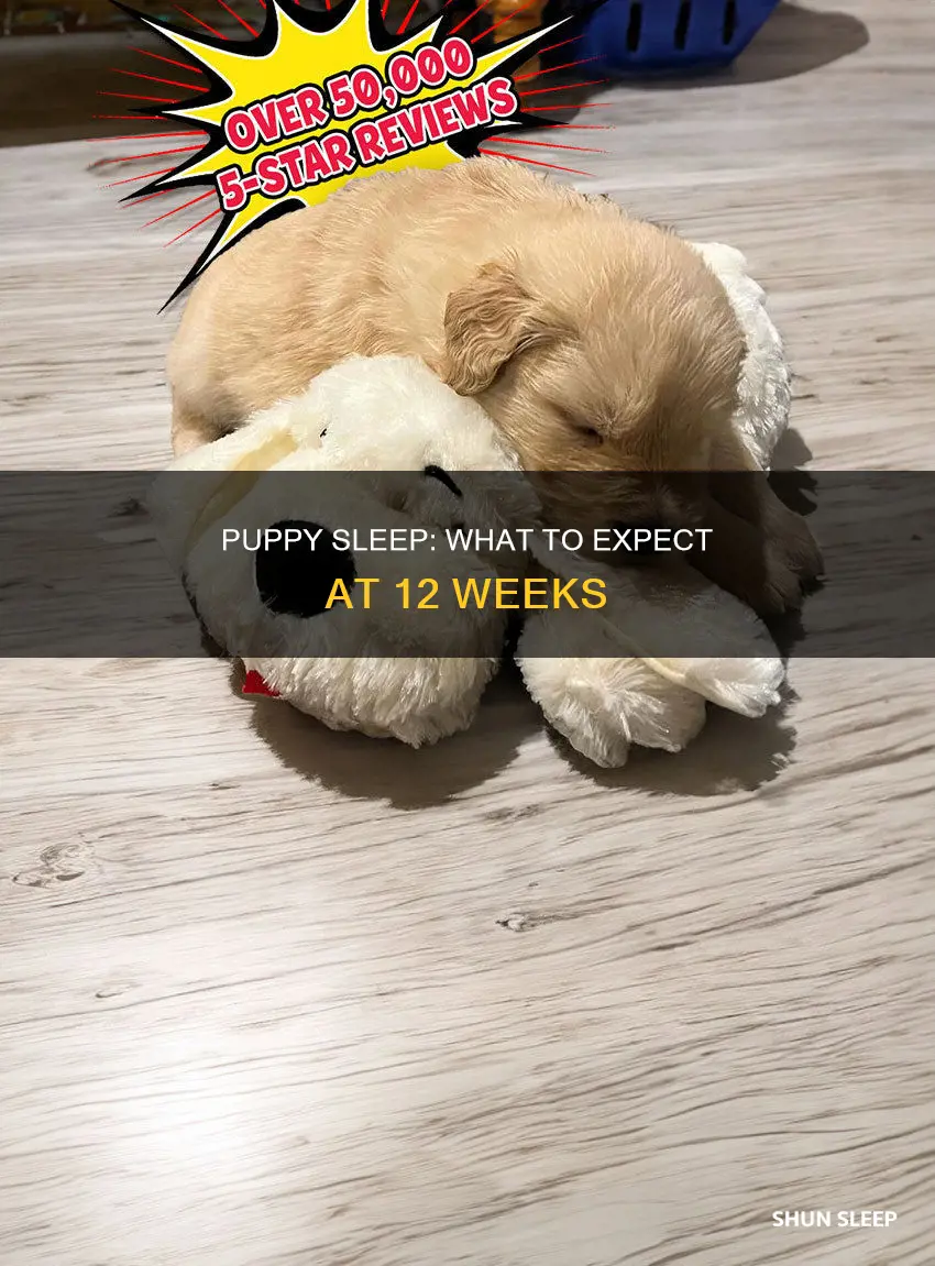 how often do 12 week old puppies sleep