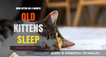 Kittens' Sleep Patterns: A Guide for Owners