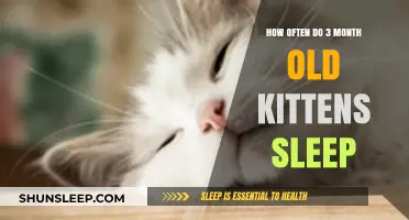 Kittens' Sleep Patterns: A Guide for Owners