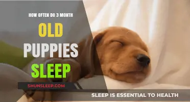 Puppy Sleep Patterns: A Guide for New Owners
