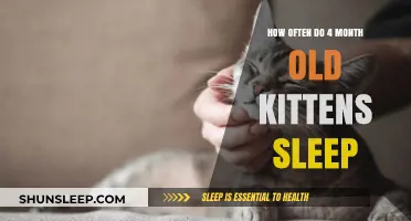 Kittens' Sleep Patterns: A Guide for Owners