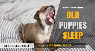 Puppies' Sleep Patterns: A Guide for New Owners
