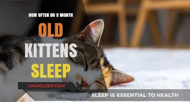 Kittens' Sleep Patterns: A Guide for Owners