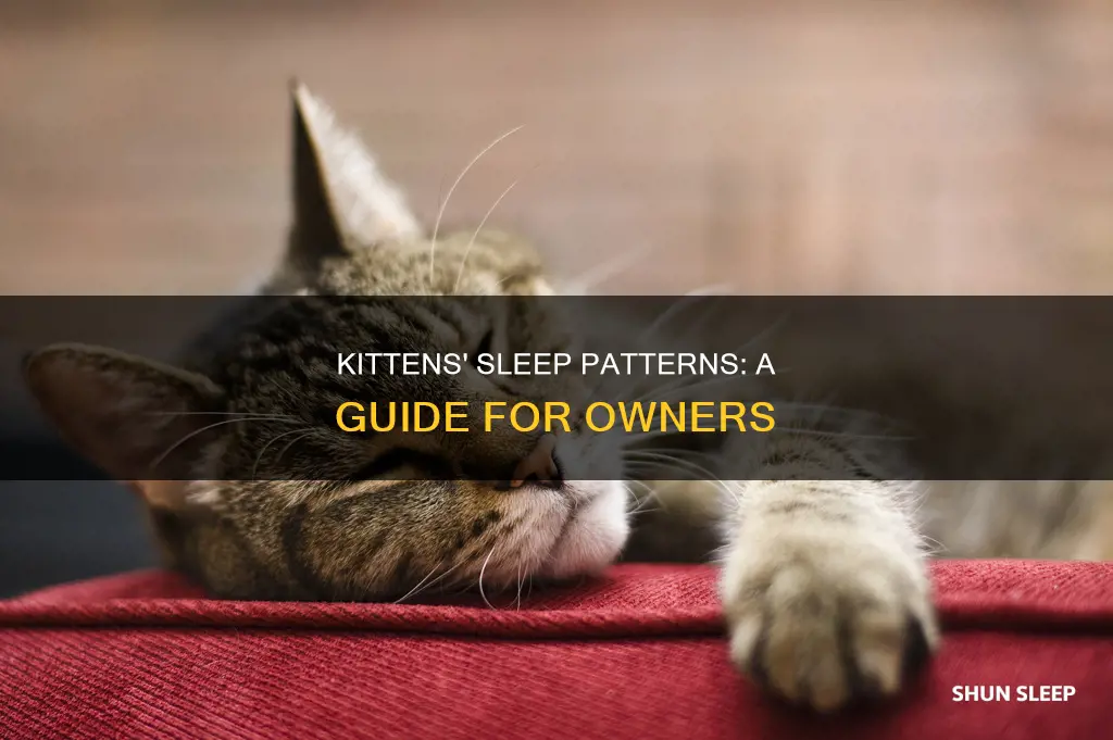 how often do 5 month old kittens sleep