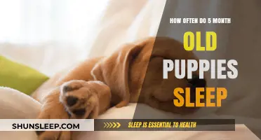 Puppy Sleep: What to Expect at Five Months