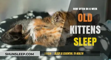 Kittens' Sleep Patterns: A Guide for Owners