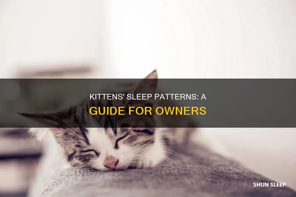 how often do 6 week old kittens sleep