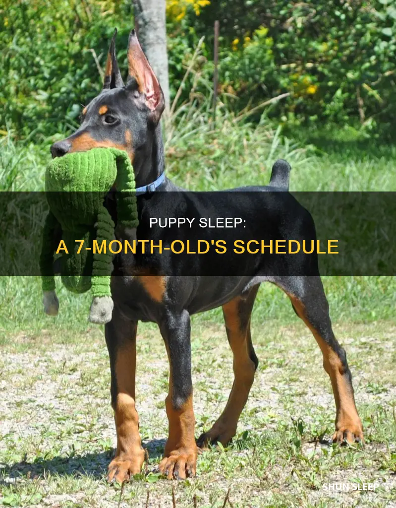 how often do 7 month old puppies sleep