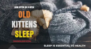 Kittens' Sleep Patterns: 8-Week Update