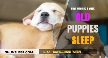 Puppy Sleep: How Much is Enough?