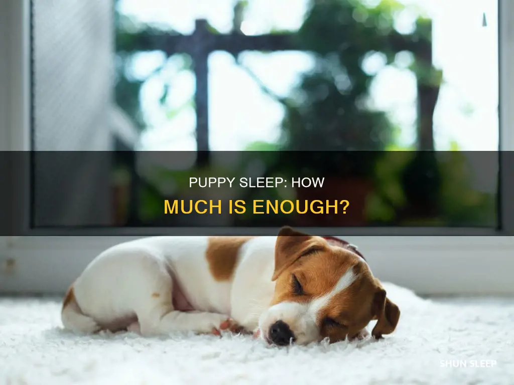 how often do 8 week old puppies sleep