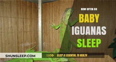 Understanding Baby Iguana Sleep Patterns: How Often Do They Rest?
