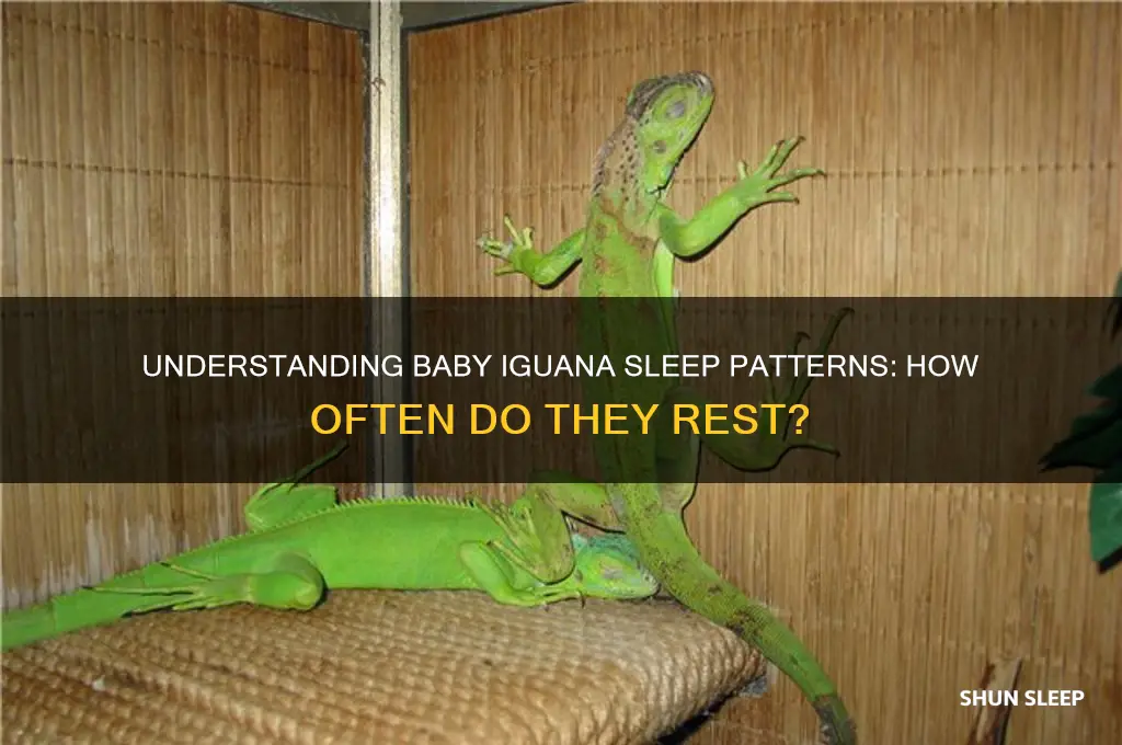 how often do baby iguanas sleep
