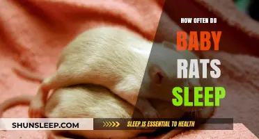 Understanding Baby Rat Sleep Patterns: How Often Do They Rest?