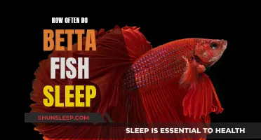 Betta Fish: Understanding Their Sleep Patterns