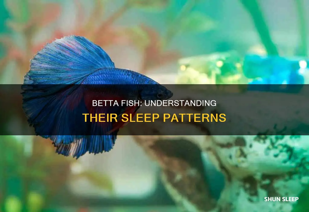 how often do betta fish sleep